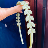 Diadema espiga verde