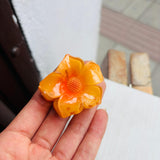 Caimán mini girasol salmón